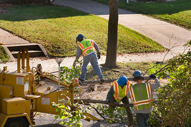 Best Pest Control for Lawns  in Yoakum, TX